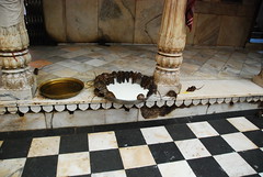 Inde - Temple des rats
