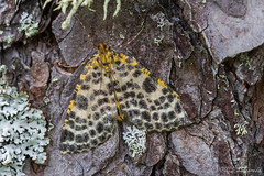 Lepidoptera: Geometridae of Finland