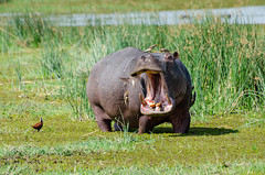 Flusspferde / Hippos