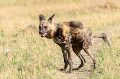 Afrikanische Wildhunde / African Wild Dogs