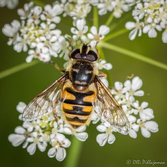 Diptera: Brachycera: Syrphidae