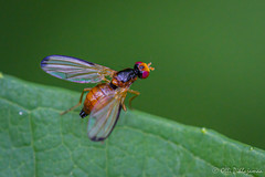 Diptera: Brachycera: Pallopteridae