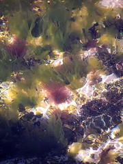 Seaweed of Nova Scotia