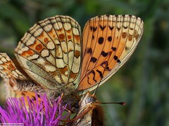Farfalle e insetti
