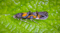 Lepidoptera: Momphidae of Finland