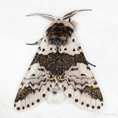 Lepidoptera: Notodontidae of Finland