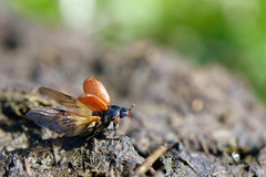 Coleoptera, Denmark