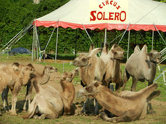Circus Solero