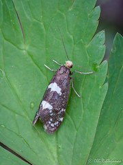 Lepidoptera: Incurvariidae of Finland