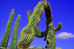 Sex & Cactus