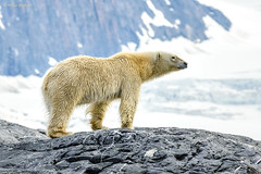 Svalbard 2014 - Mammals 