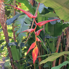 Heliconiaceae