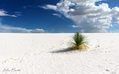 White Sands National Monument (New Mexico)