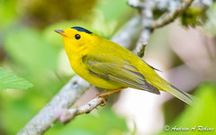 warblers and vireos