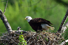 Bald Eagles nest on Shepherd Road