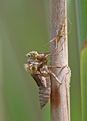 Four spotted Chaser Hatching