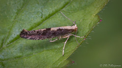 Lepidoptera: Argyresthiidae of Finland