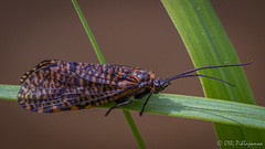 Trichoptera of Finland
