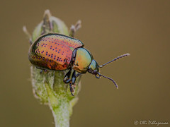 Coleoptera: Chrysomelidae of Finland