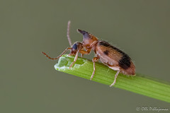 Coleoptera: Anthicidae of Finland