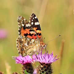 Butterflies UK