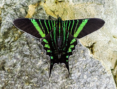 Urania Moths (Uraniidae)