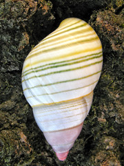 Florida Tree Snails