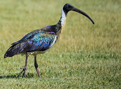 Birds of Australian Wetlands