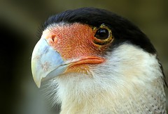 BIRDS (Falconiformes)