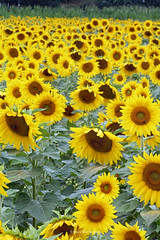 Sussex County Sunflowers (D)
