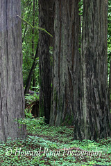 Humboldt Redwoods State Park (D)