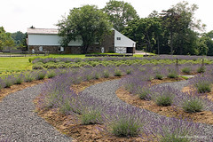 Carousel Lavender Farms (D)