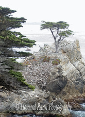 Monterey (D)