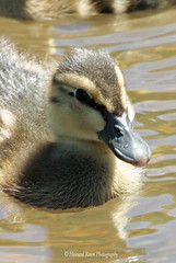 Benton Ducks (D)