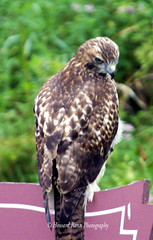 Red-Tailed Hawk (D)