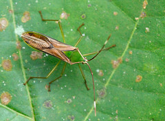 Laos: Hemiptera