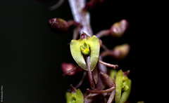 Malaxis calophylla (Orchidaceae)