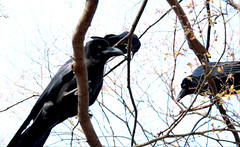 Large-billed crow, Corvus Macrorhynchos japonensis, Stornäbbad kråka