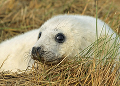 Grey Seal Mums and Pups