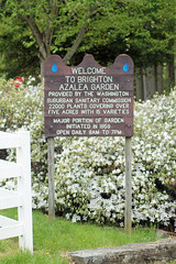 Brighton Azalea Garden (D)