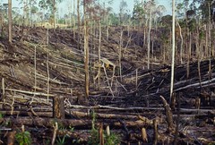 Deforestation in Borneo 1977