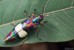 Laos: Buprestidae