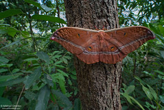South-East Asia: Lepidoptera