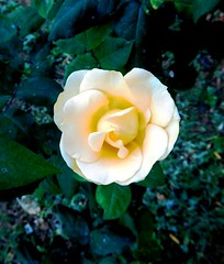 White & Yellow roses of Greece