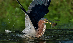 Green Heron goes fishing in Forest Park