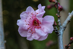 cherry blossom, prunus