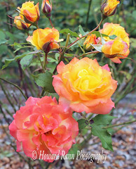 Point Defiance Rose Gardens (D)
