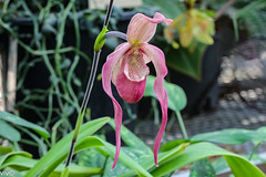slipper orchid