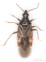 Heteroptera: Microphysidae