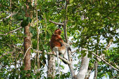 Nature of Borneo